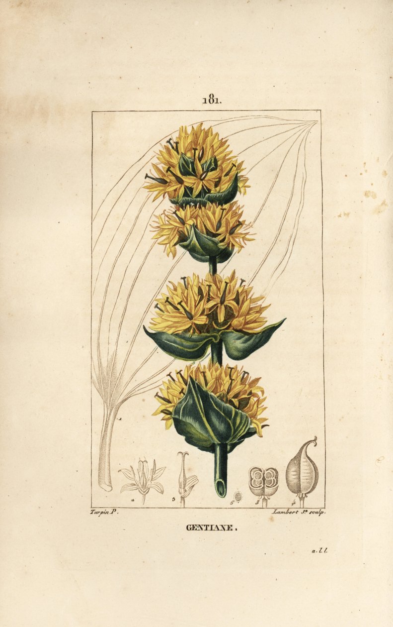Sárga tárnics vagy nagy tárnics - encián, Gentiana lutea. Lambert Junior kézi csíkos rézmetszet Pierre Jean-Francois Turpin rajzából Chaumetonból, Poiret és Chamberet „” La Flore Medicale” című művéből, Paris, Panckoucke alkotó: Pierre Jean Francois Turpin