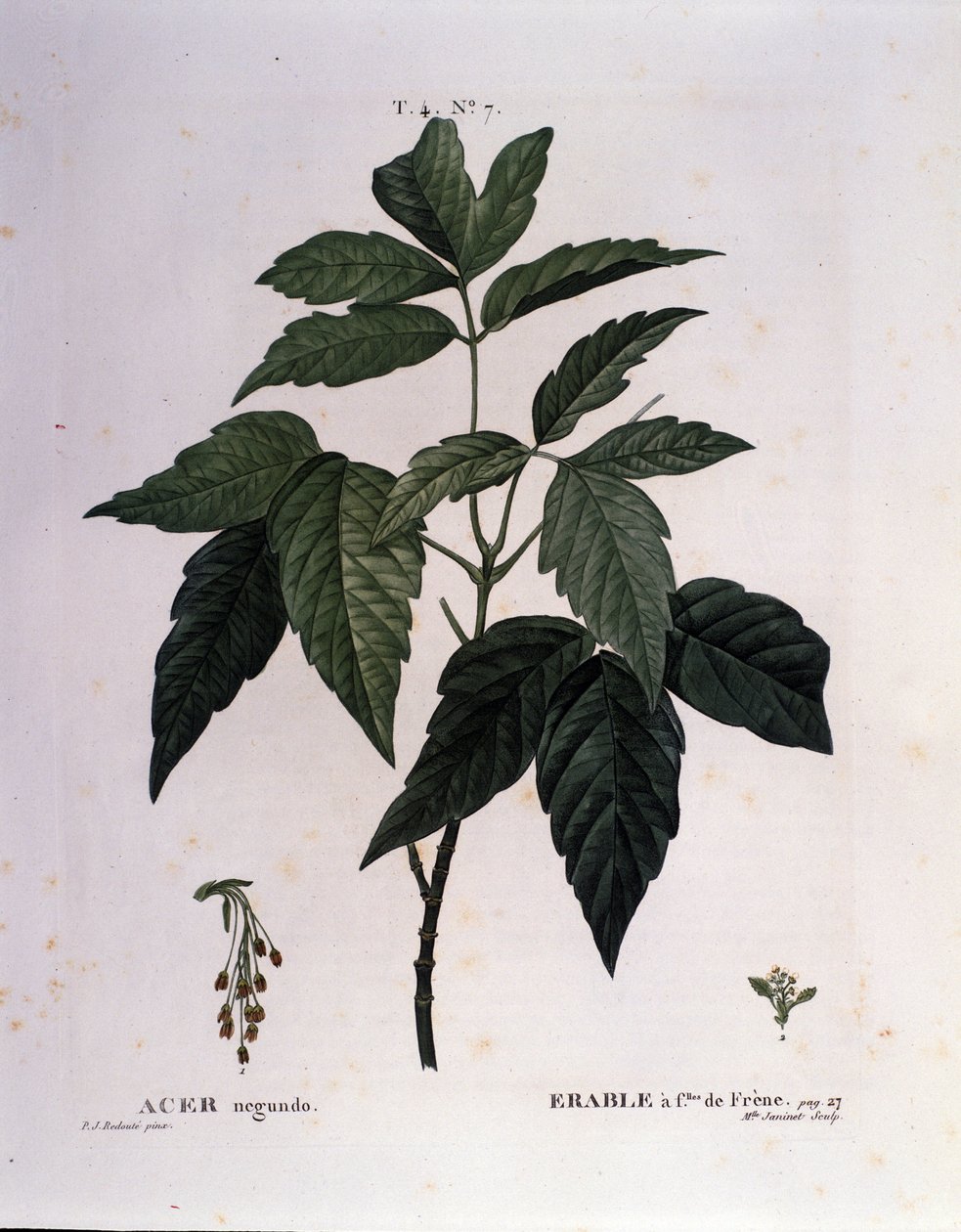 Botanikai: Juharág. A Nouveau Duhamel du Monceau-ból vett tányér vagy a Finnországban termesztett fák és cserjék csemege"" Pierre Joseph Redoute (1759-1840) akvarellje 1819 alkotó: Pierre Joseph (after) Redoute
