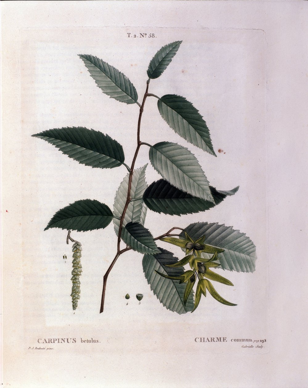 Botanikai: a báj ága. A Nouveau Duhamel du Monceau-ból vett tányér vagy a Finnországban termesztett fák és cserjék csemege"" Pierre Joseph Redoute (1759-1840) akvarellje 1819 alkotó: Pierre Joseph (after) Redoute