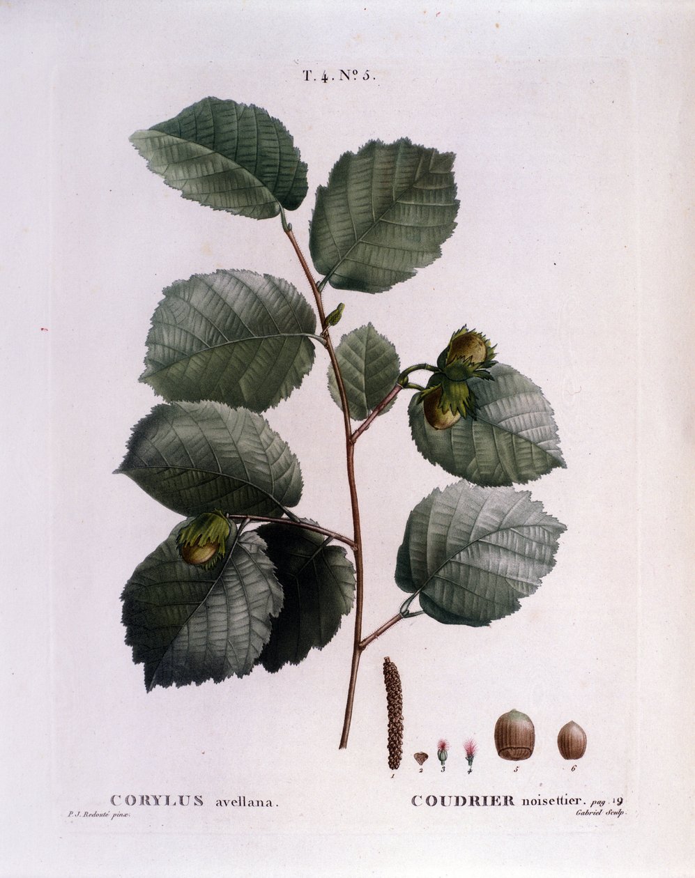 Botanikai: mogyoró ág. A Nouveau Duhamel du Monceau-ból vett tányér vagy a Finnországban termesztett fák és cserjék csemege"" Pierre Joseph Redoute (1759-1840) akvarellje 1819 alkotó: Pierre Joseph (after) Redoute