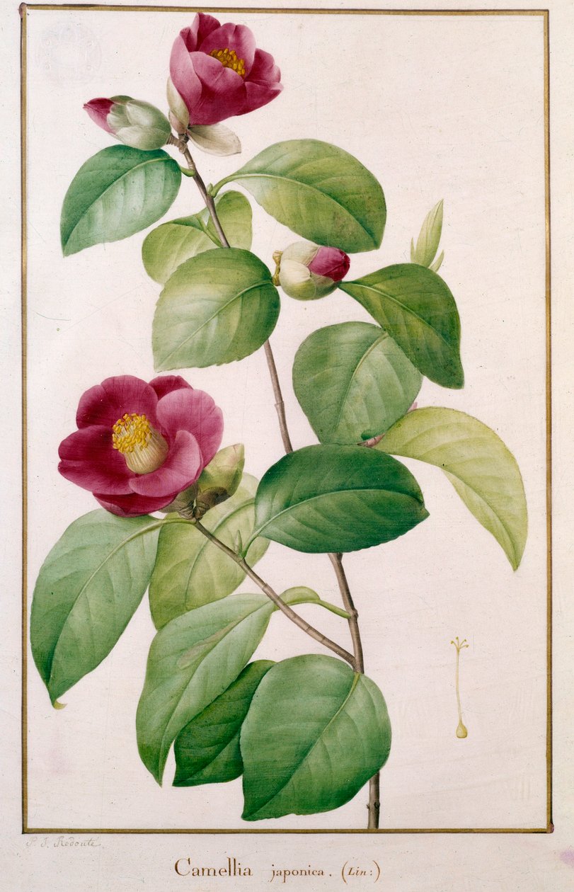 Camellia japonica botanikai lemez, Pierre Joseph Redoute (1759-1840) 19. századi Párizs, Természettudományi Múzeum alkotó: Pierre Joseph (after) Redoute