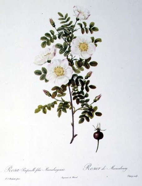 Rosa Pimpinellifolia Mariaeburgensis, Chapuy metszet, a „Les Roses”-ból, Remond, kocsma. 1818 (színes metszet) alkotó: Pierre Joseph (after) Redoute