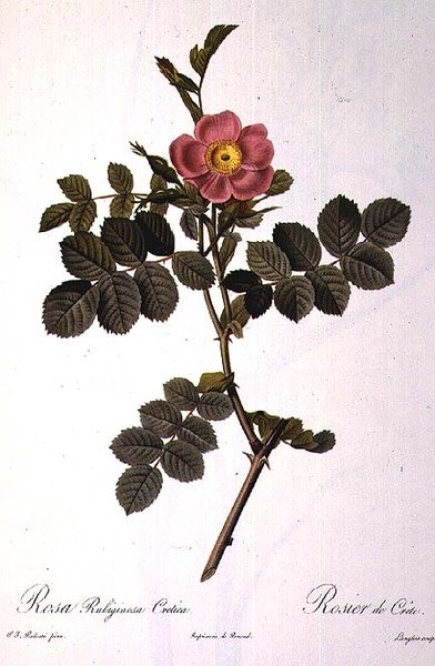 Rosa Rubiginosa Cretica, metszett Langlois, a „Les Roses”-ból, kiadó: Remond alkotó: Pierre Joseph (after) Redoute