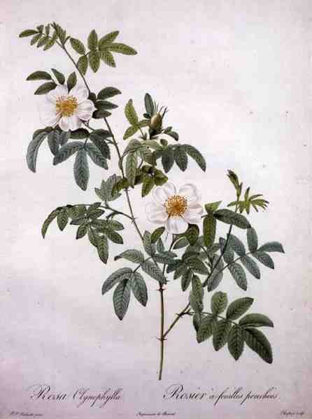 Rosa clynophylla, Chapuy metszete, a "Les Roses"-ból. alkotó: Pierre Joseph (after) Redoute