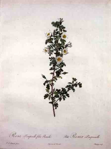Rosa pimpinelli folia pumila (törpe skót rózsa), Chapuy metszet, a „Les Roses”-ból alkotó: Pierre Joseph (after) Redoute