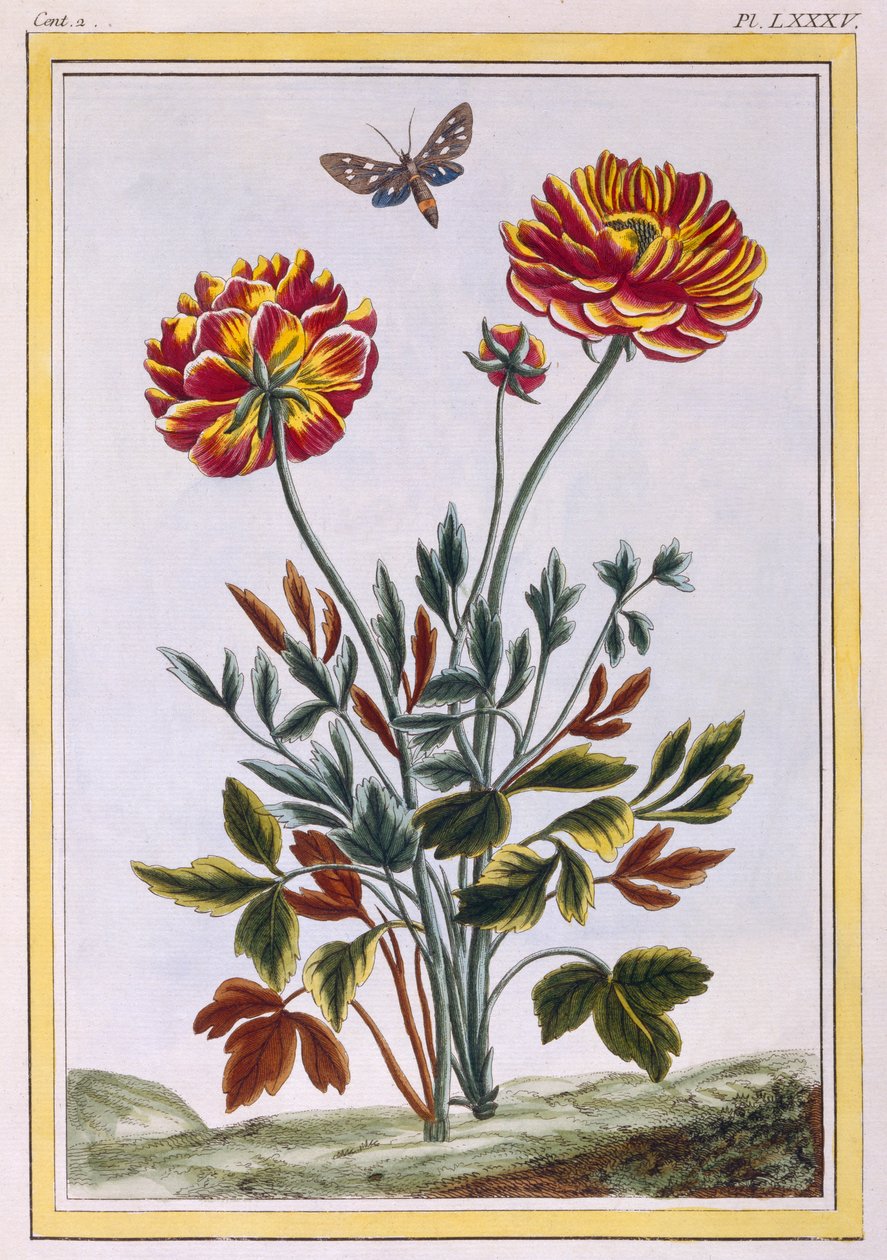 Különféle dupla virágú sárga mák, 1776 körül (kézzel színezett metszet) alkotó: Pierre Joseph Buchoz