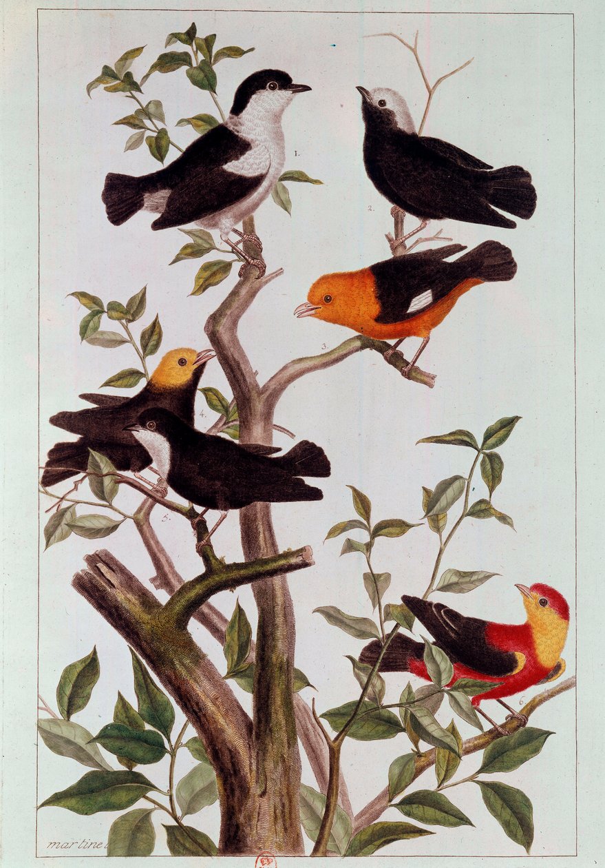 Madarak ágakon Pierre Joseph (1731-1807) litográfiája 18. század Párizs, B.N. alkotó: Pierre Joseph Buchoz
