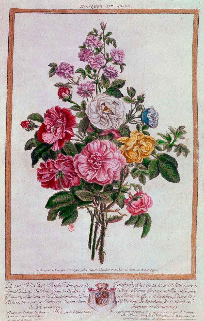Csokor rózsa Pierre Joseph Buchoz litográfiája (1731-1807) 18. századi Párizs, B.N. alkotó: Pierre Joseph Buchoz