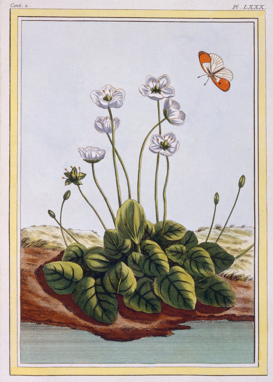 Parnasszuszi füvek Parnasszuszi füvek, kocsma. 1776. alkotó: Pierre Joseph Buchoz