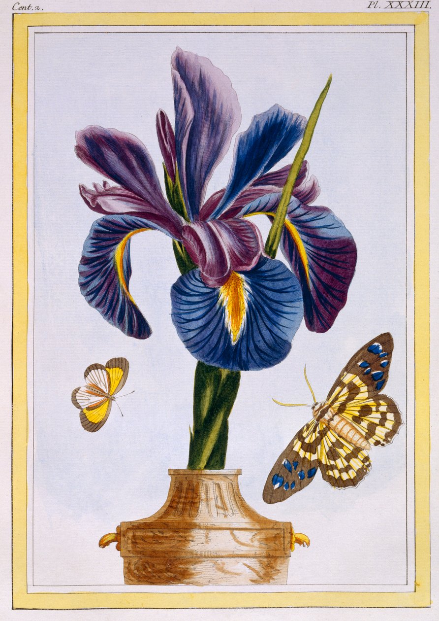 Közönséges írisz pillangókkal, kocsma. 1776. alkotó: Pierre Joseph Buchoz
