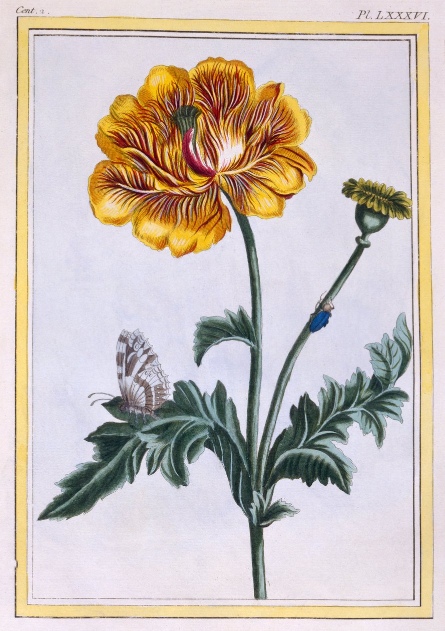 Double Creeping Buttercup Ranunculus repens Var: Pleniflorus, pub. 1776. alkotó: Pierre Joseph Buchoz
