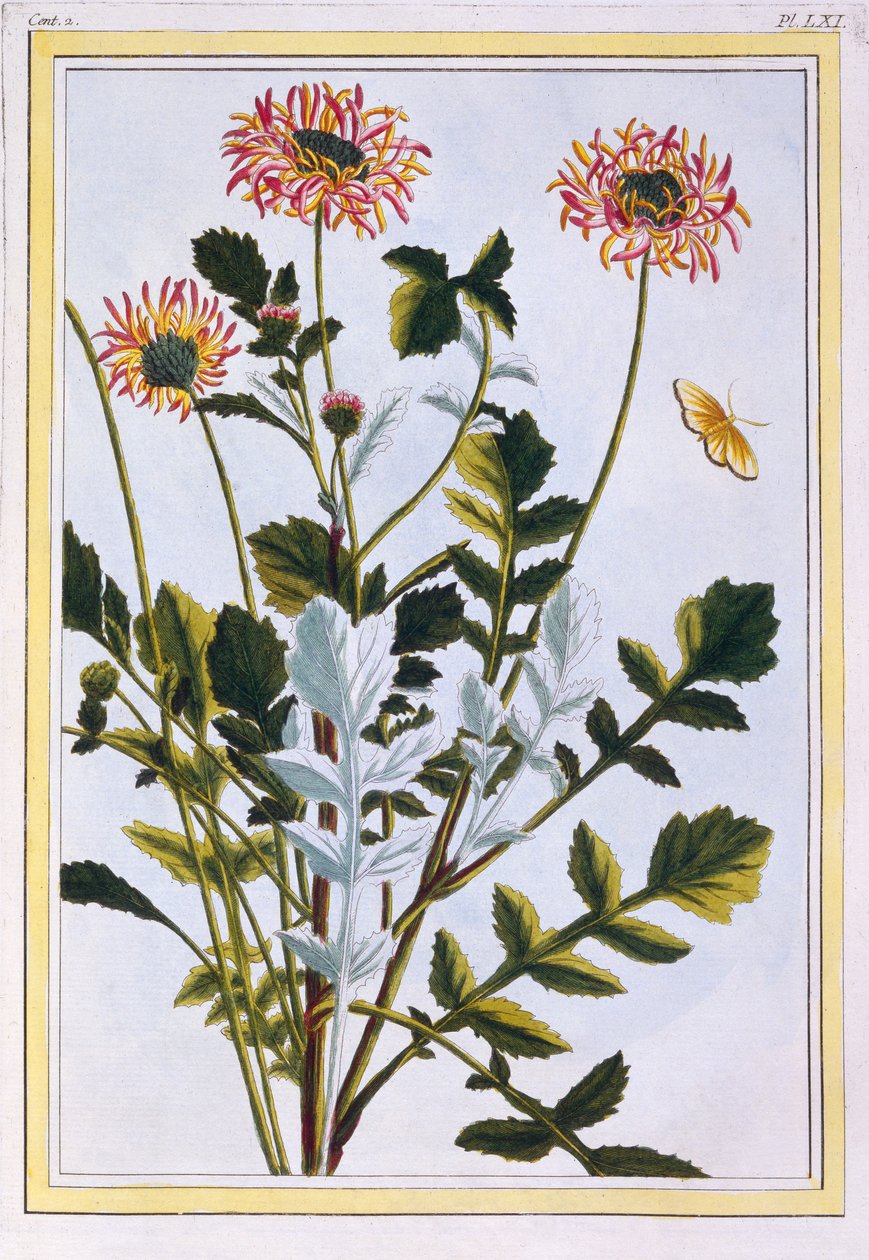 Etióp Arcotis (afrikai liliom), 1766 körül (kézzel színezett metszet) alkotó: Pierre Joseph Buchoz