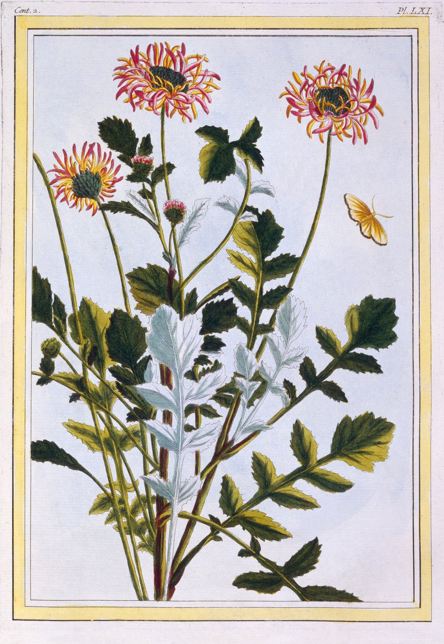 Etióp Arctotis afrikai százszorszép, pub. 1776. alkotó: Pierre Joseph Buchoz