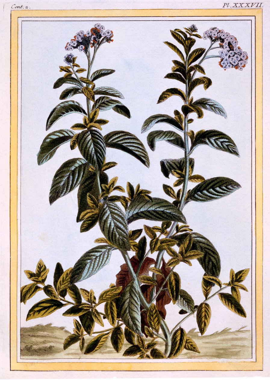 Heliotróp vagy cseresznyés pite, 1766 körül (kézzel színezett metszet) alkotó: Pierre Joseph Buchoz