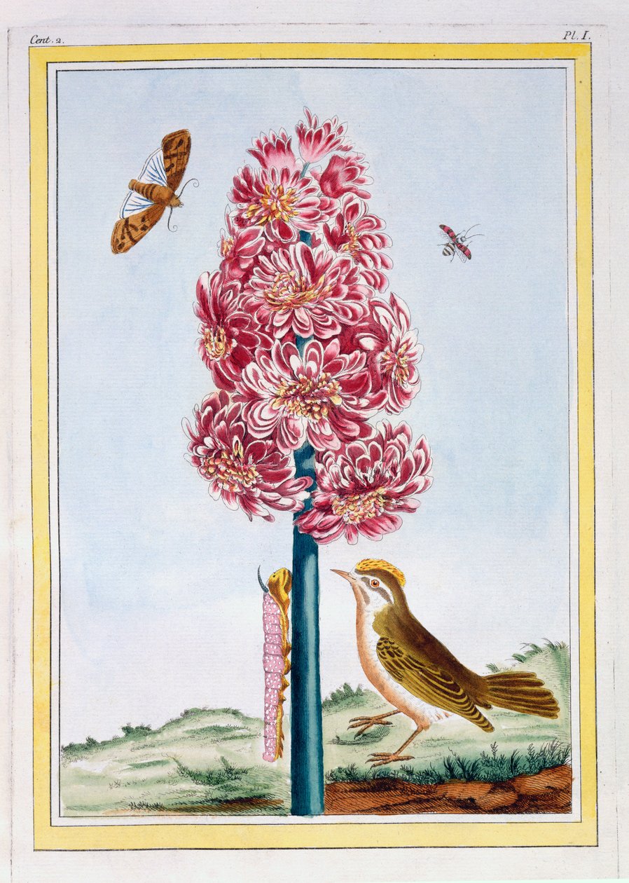 Jácint, 1766 körül (kézzel színezett metszet) alkotó: Pierre Joseph Buchoz