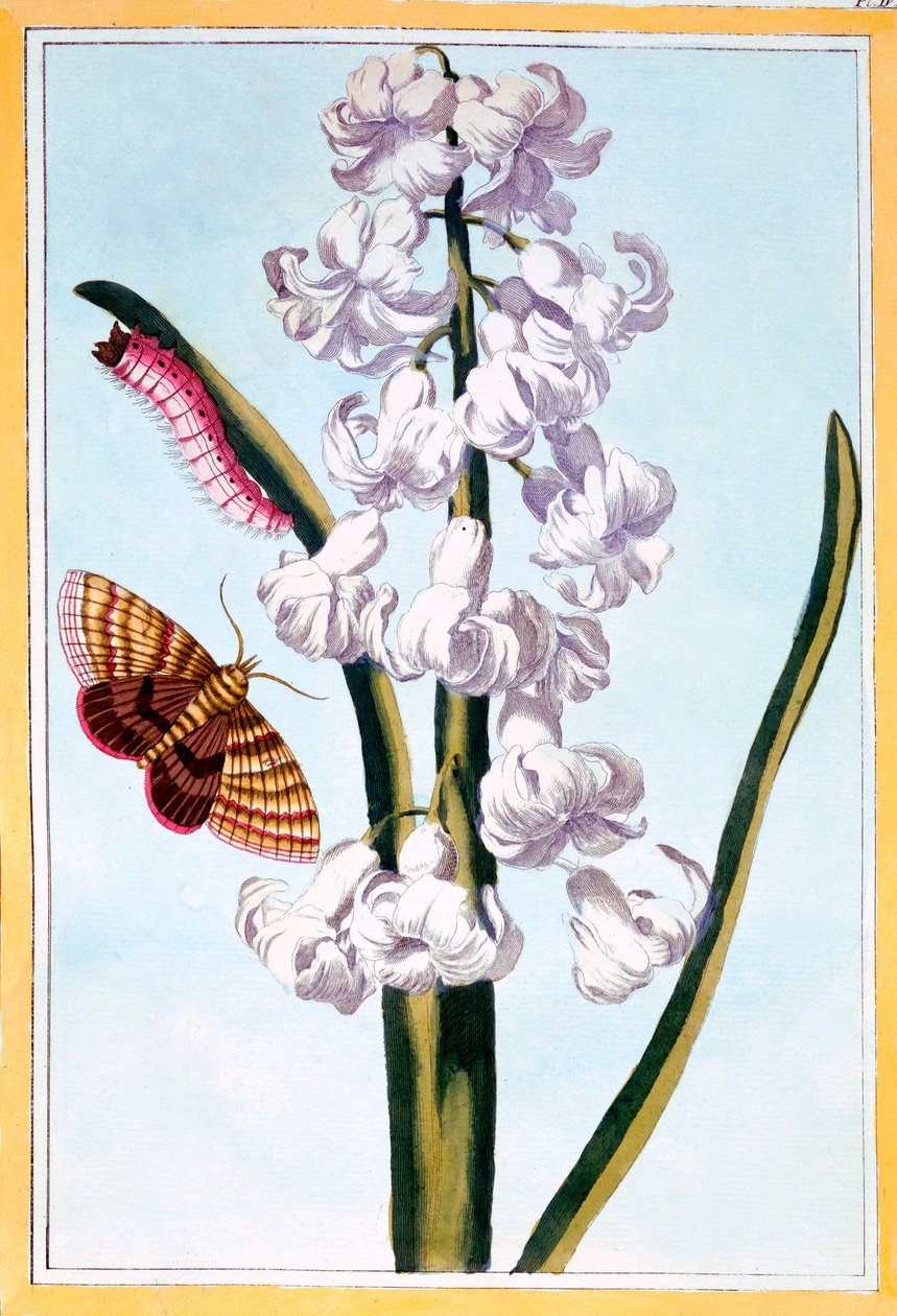 Jácint, 1766 körül (kézzel színezett metszet) alkotó: Pierre Joseph Buchoz