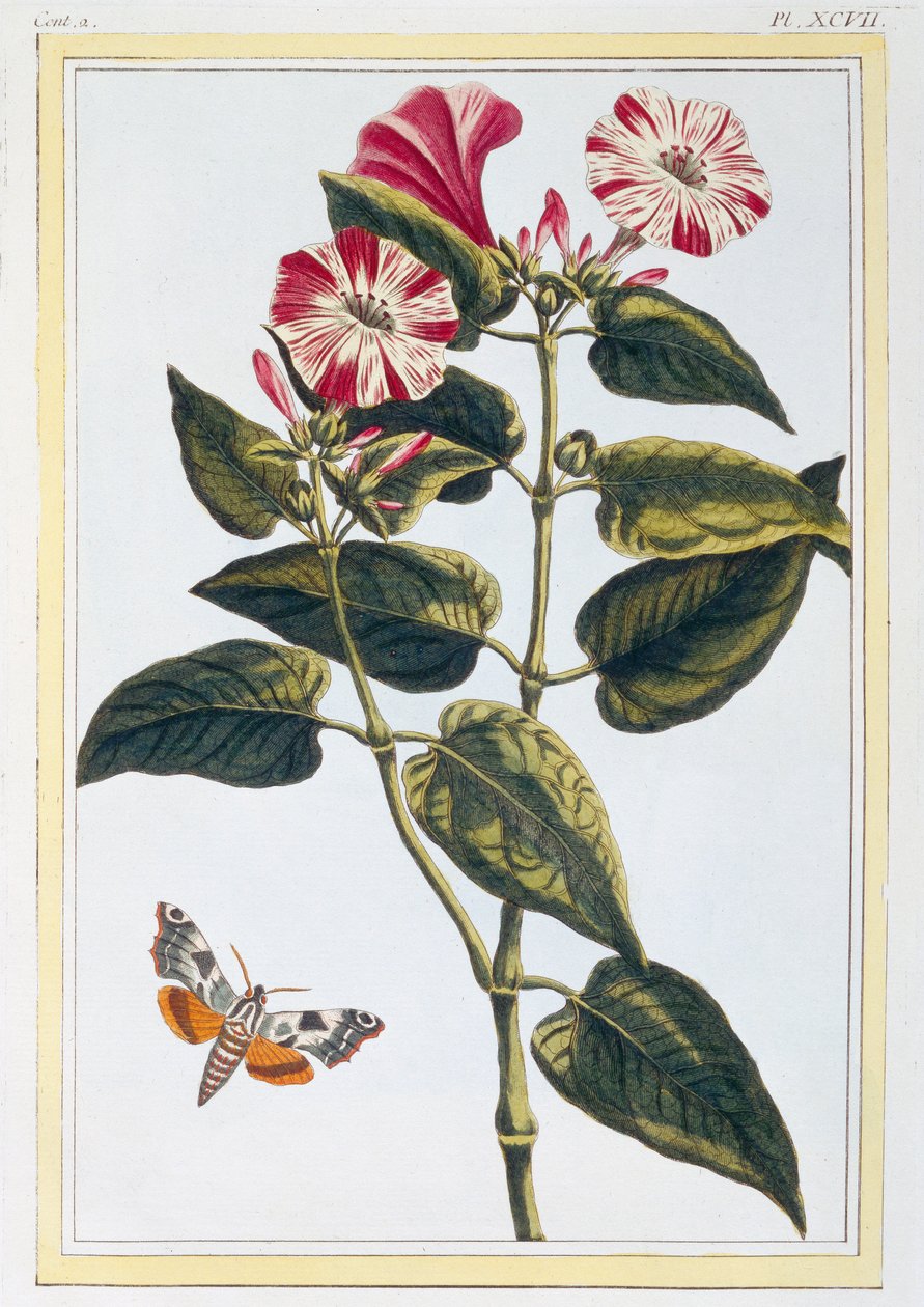 La Belle de Nuit Morning Glory, pub. 1776. alkotó: Pierre Joseph Buchoz