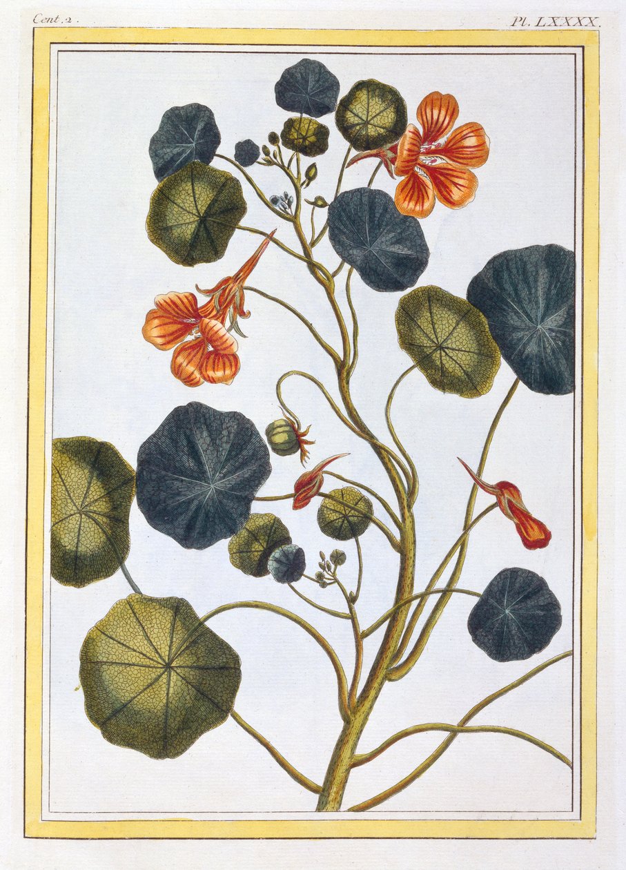 La Capucine Nasturtium, pub. 1776 alkotó: Pierre Joseph Buchoz