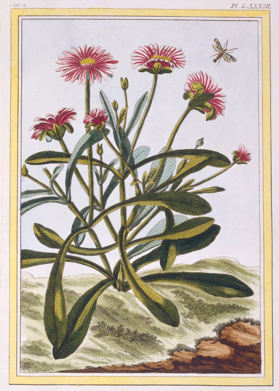 The Ficoid of Africa vagy Mesembryanthemum, pub. 1776. alkotó: Pierre Joseph Buchoz