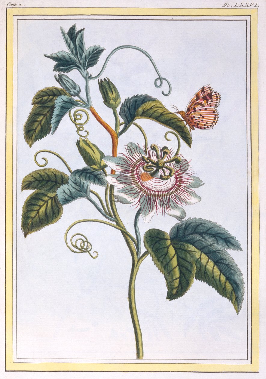 La Grenadille vagy Le Maracot, kocsma. 1776. alkotó: Pierre Joseph Buchoz