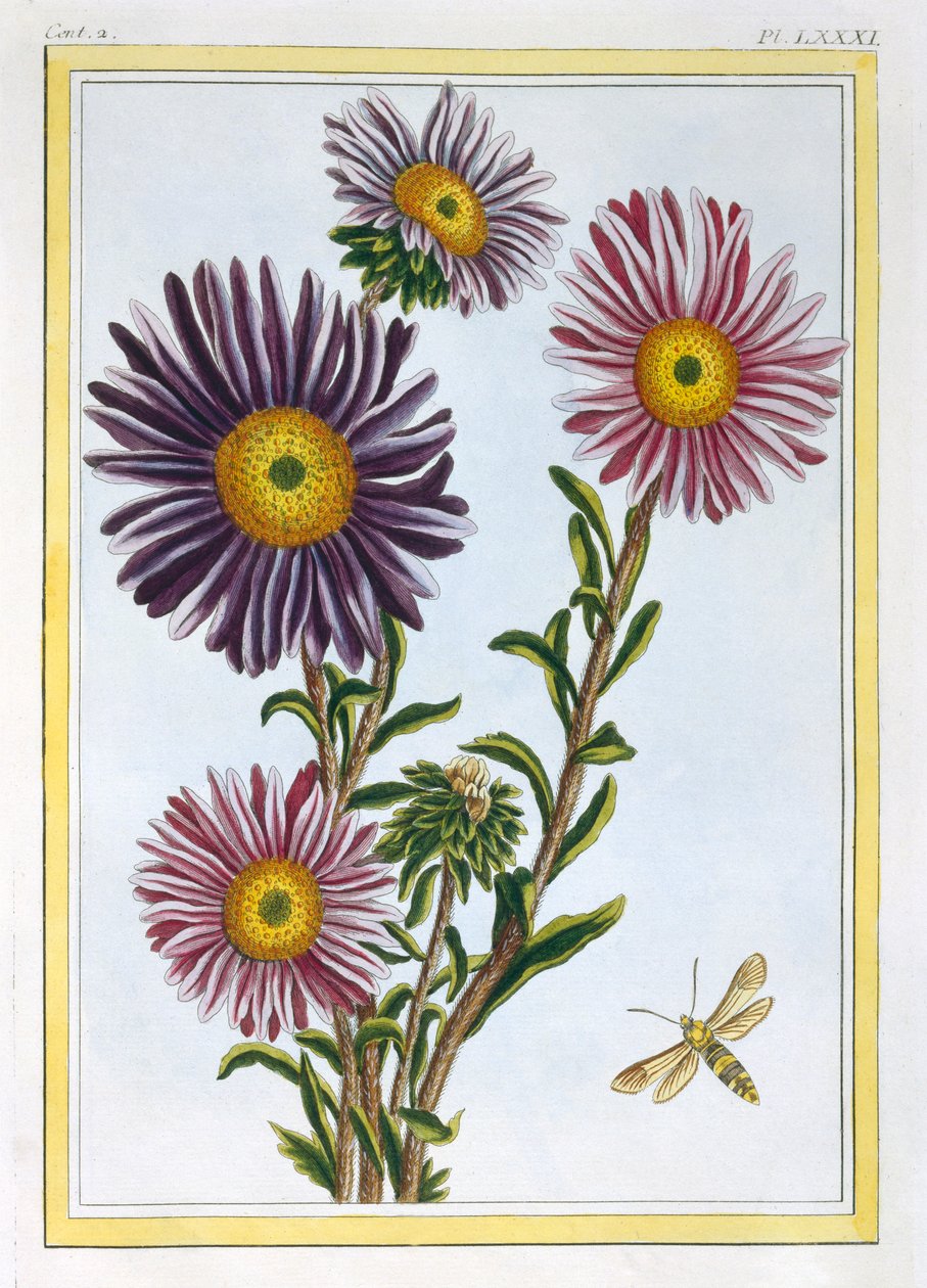 Marguerite Aster királynő, kocsma. 1776. alkotó: Pierre Joseph Buchoz