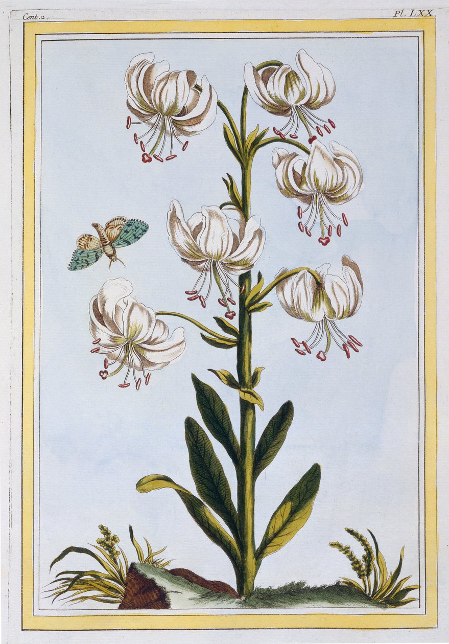 Le Martagan Blanc,  pub. 1776. alkotó: Pierre Joseph Buchoz