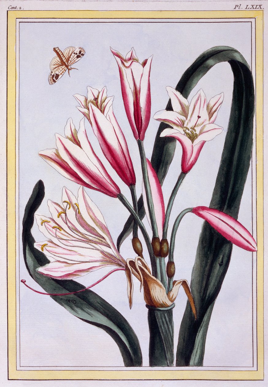 Hosszúlevelű Amaryllis, kocsma. 1776. alkotó: Pierre Joseph Buchoz