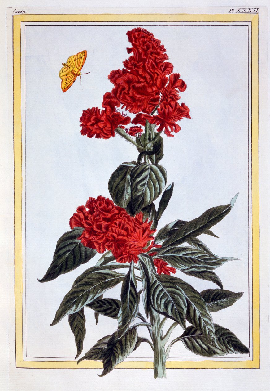 Különféle Amaranthus, pub. 1776. alkotó: Pierre Joseph Buchoz