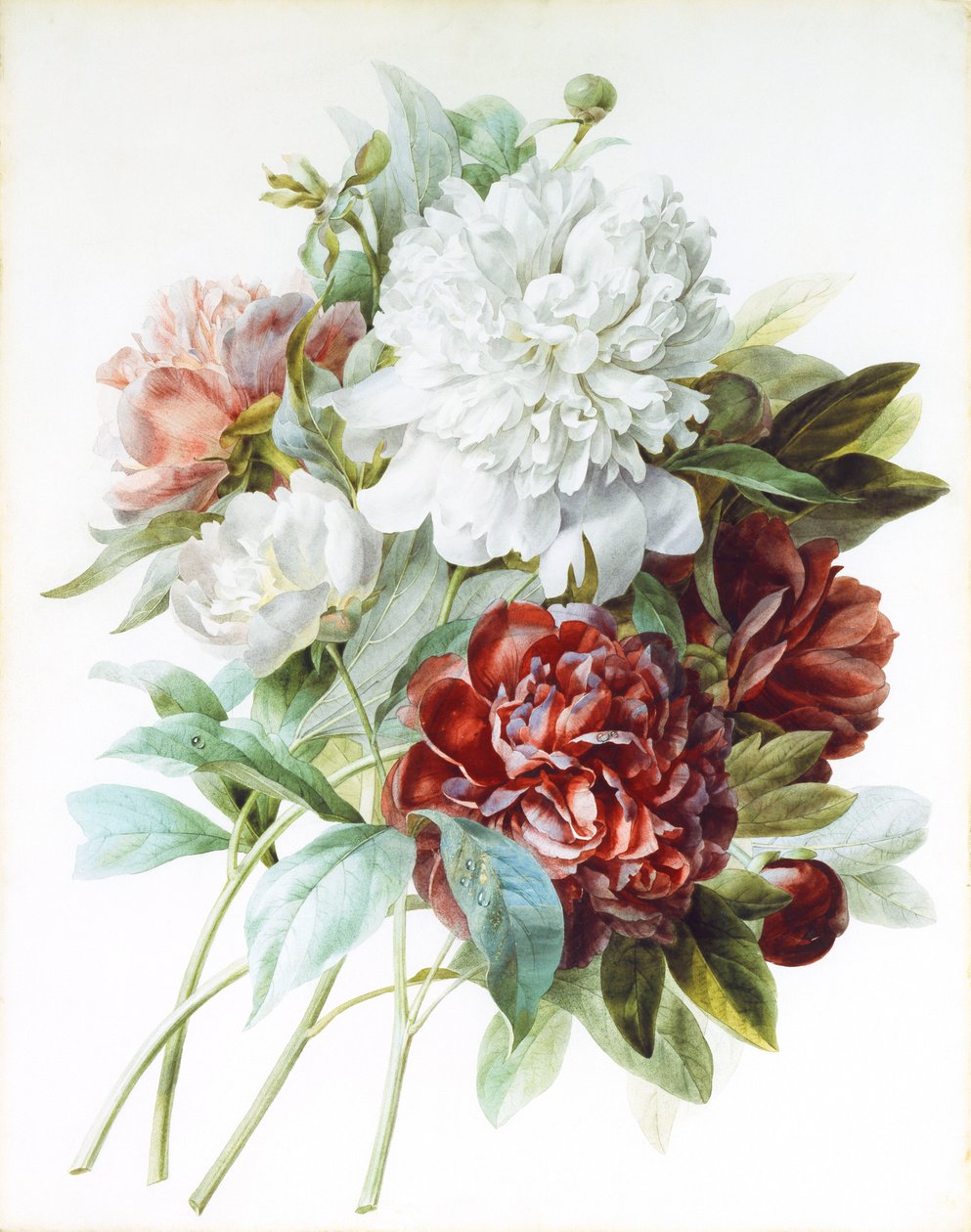 Egy csokor piros, rózsaszín és fehér bazsarózsa, alkotó: Pierre Joseph Redouté