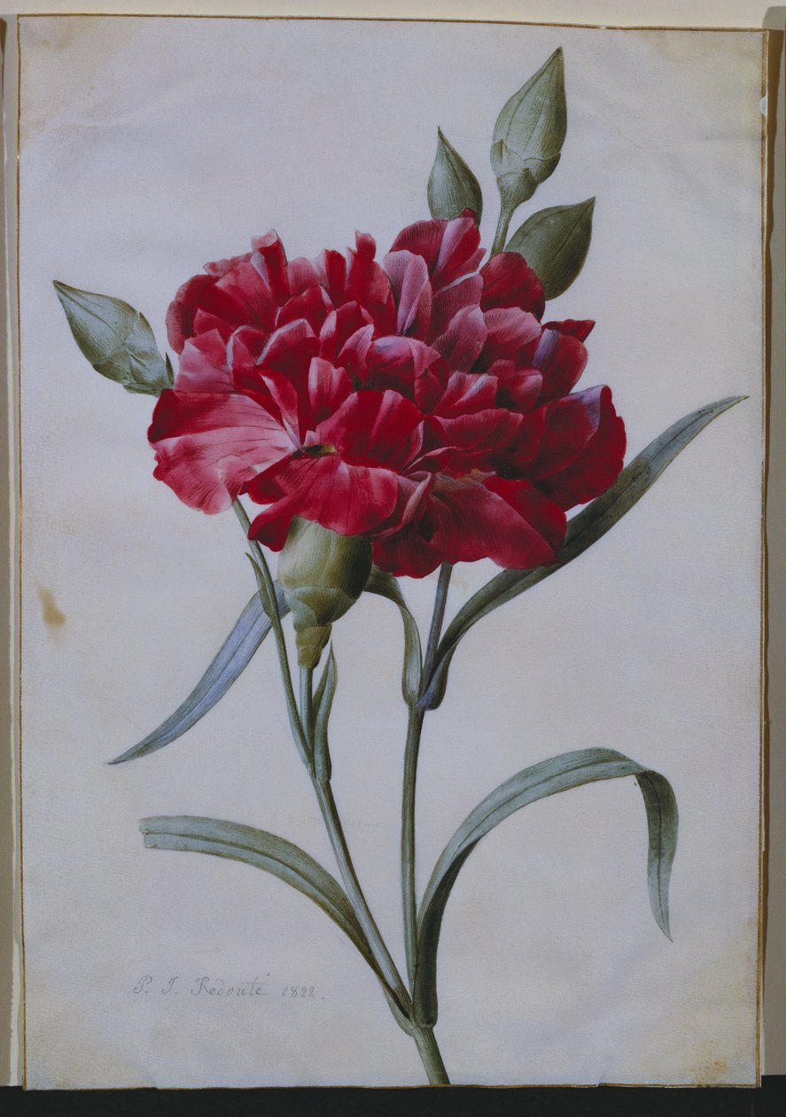 Egy sötétvörös szegfű, 1822 alkotó: Pierre Joseph Redouté
