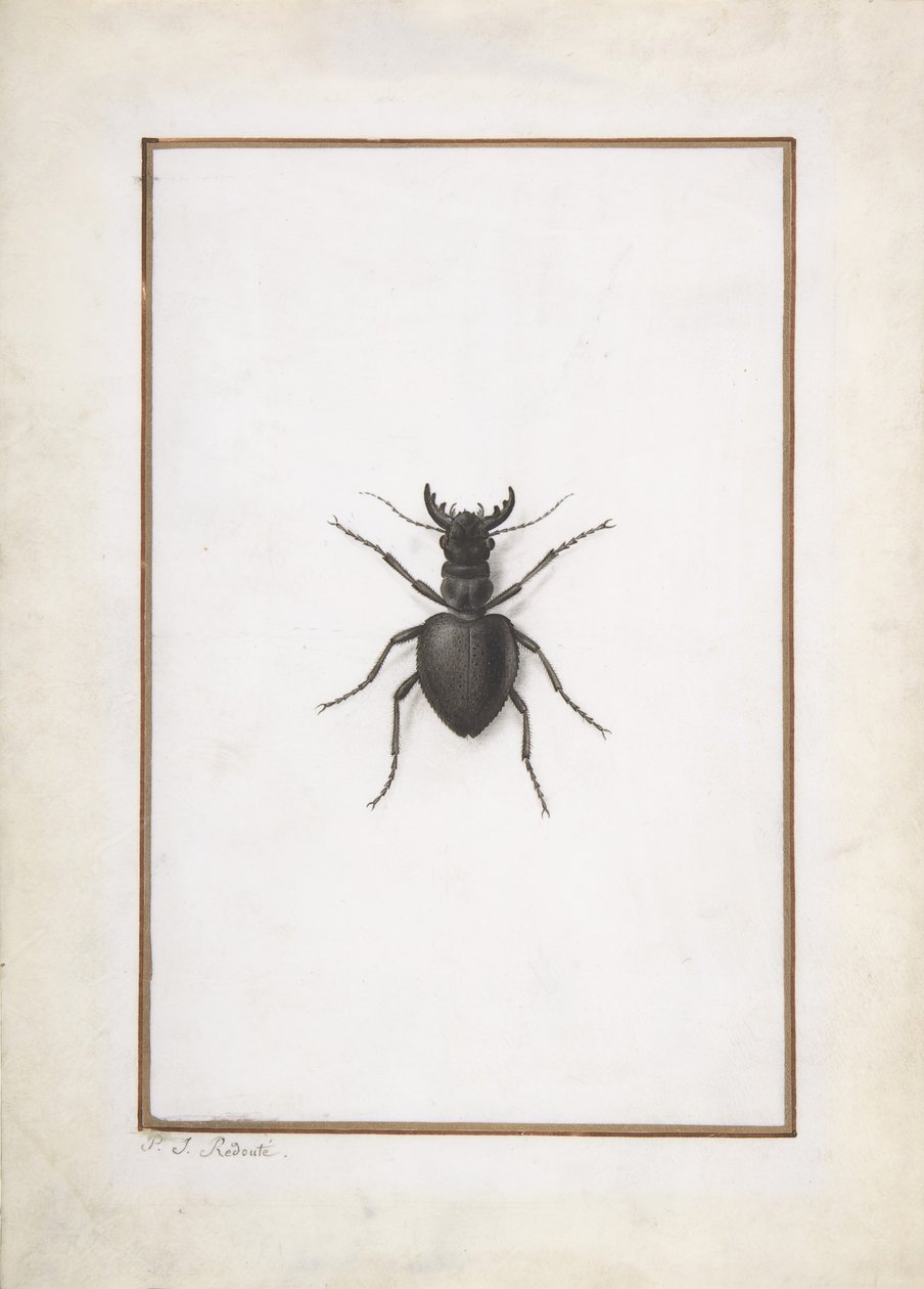 Egy szarvasbogár, . alkotó: Pierre Joseph Redouté