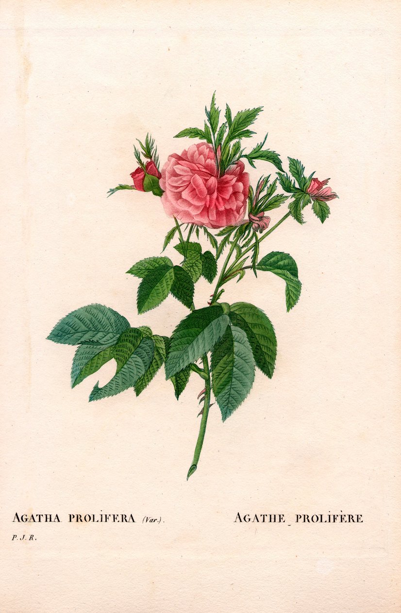 Agatha prolifere rózsa, Rosa gallica fajta. Kézzel színezett rézmetszet, Pierre Joseph Redoute „Les Roses” Paris című művéből alkotó: Pierre Joseph Redouté