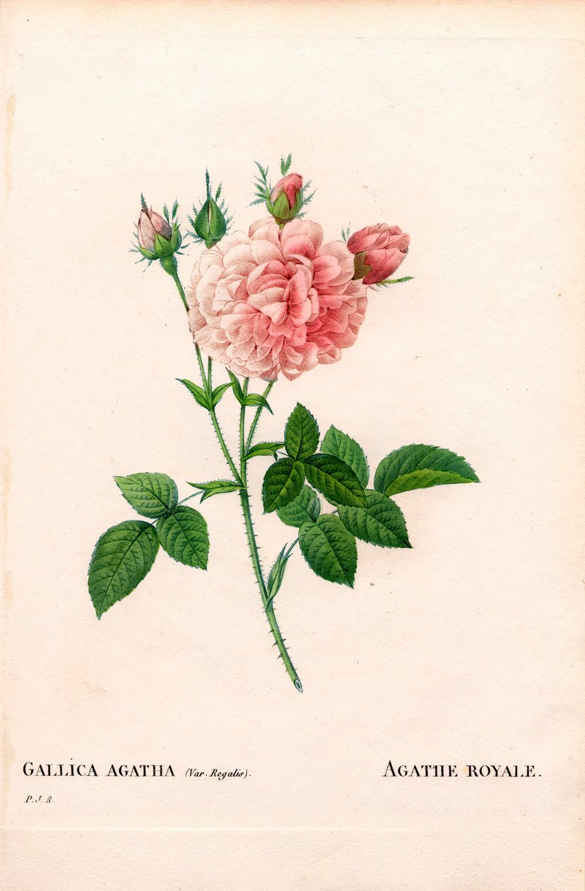 Agathe Royale rózsa, Rosa gallica fajta. Kézzel színezett rézmetszet, Pierre Joseph Redoute „Les Roses” Paris című művéből alkotó: Pierre Joseph Redouté