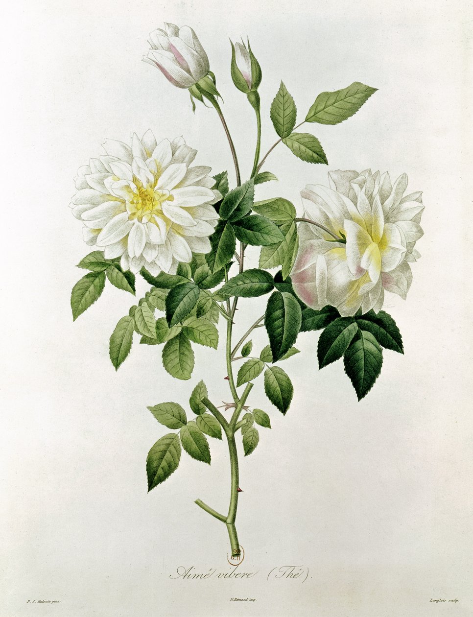 Aime Vibere (Tea) Eustache Hyacinthe Langlois (1777-1837) metszete alkotó: Pierre Joseph Redouté