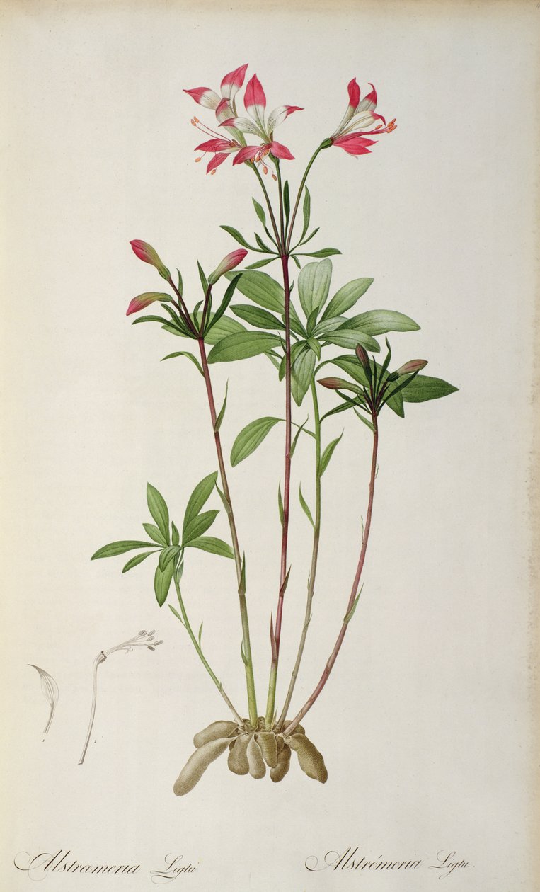 Alstraemeria Ligtu, Pierre Redoute "Les Liliacees" című kötetéből, 8 kötet, 1805-1616 között (színes metszet) alkotó: Pierre Joseph Redouté