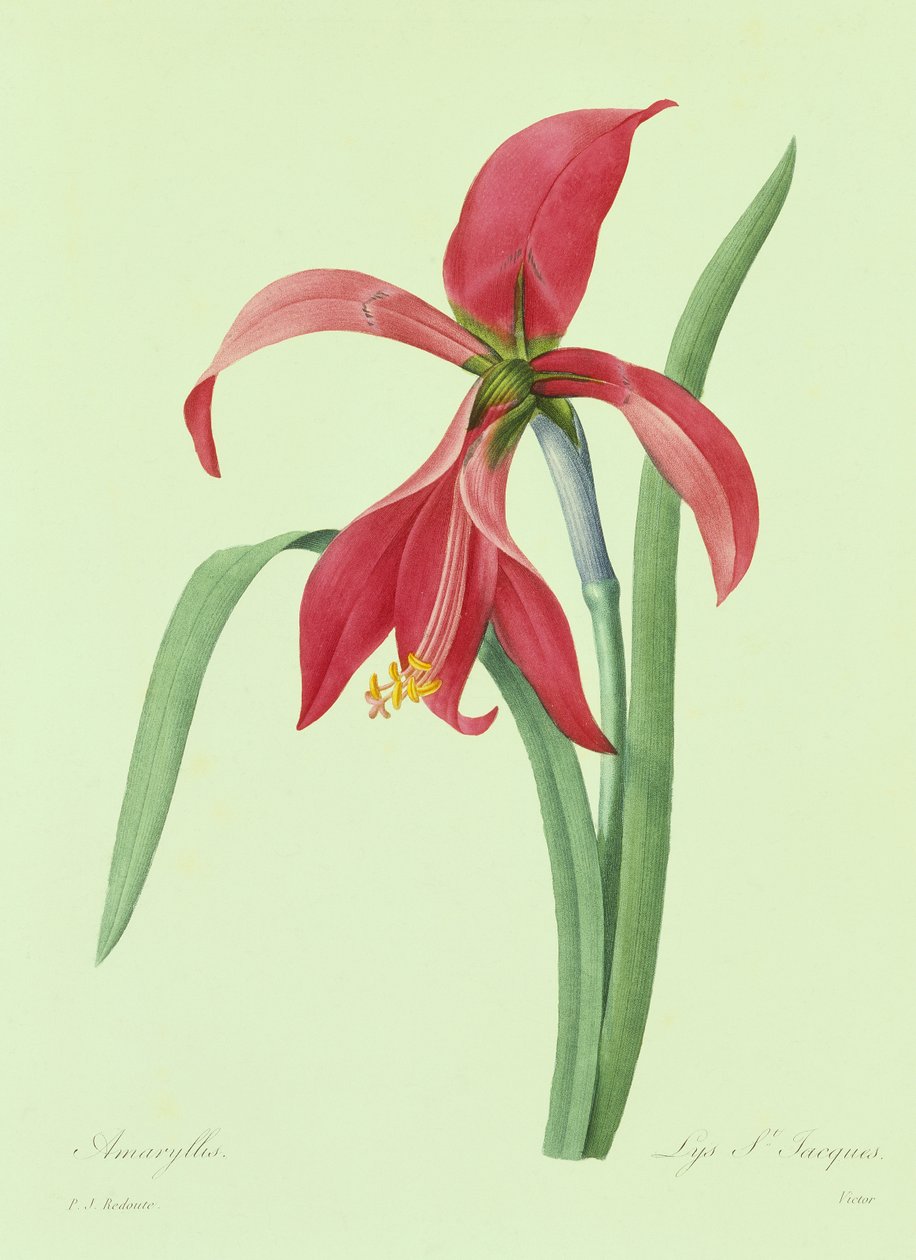 Amarillisz (színes metszet) alkotó: Pierre Joseph Redouté