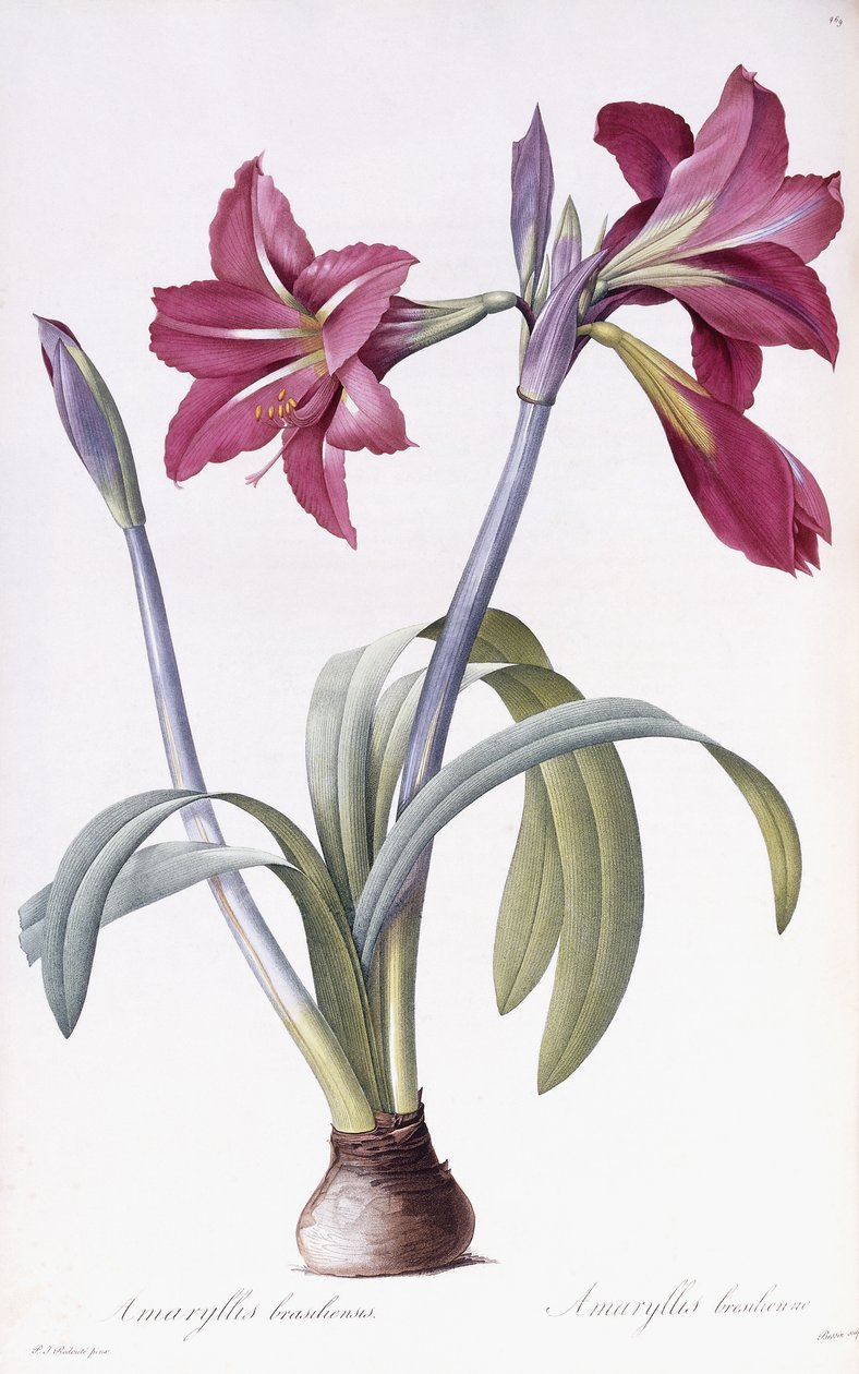 Amaryllis Brasiliensis alkotó: Pierre Joseph Redouté
