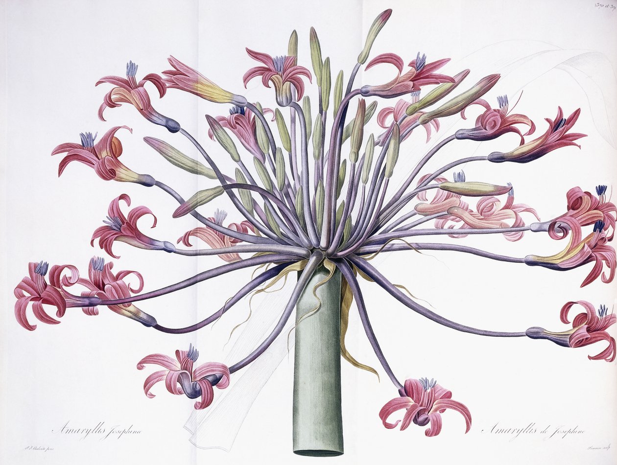 Amaryllis Josephina, 1802-1816 alkotó: Pierre Joseph Redouté