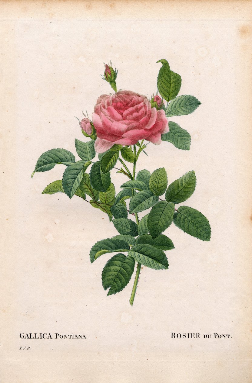 Andre Du Pont rózsája, Rosa gallica fajta, Rosier du Pont. Kézzel színezett rézmetszet, Pierre Joseph Redoute „Les Roses” Paris című művéből alkotó: Pierre Joseph Redouté