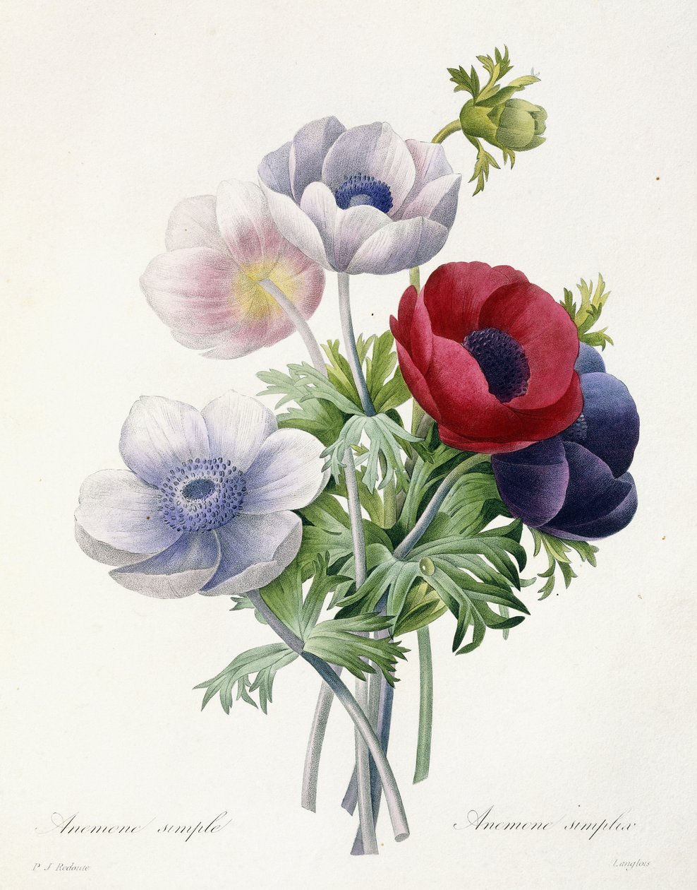 Egyszerű Anenome, Pierre Joseph Redoute "A legszebb virágok és legszebb gyümölcsök válogatásából", 1829 alkotó: Pierre Joseph Redouté