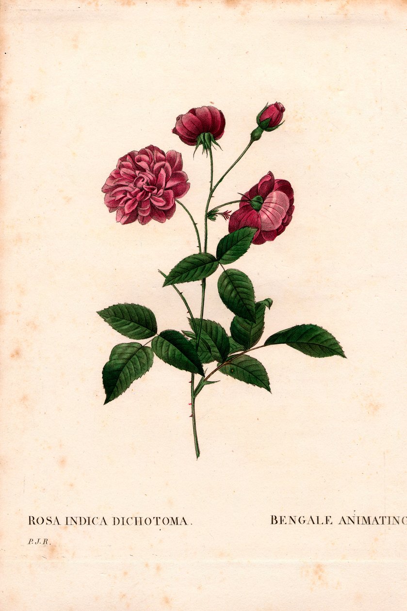 Animáló kínai rózsa, Rosa chinensis hibrid, Bengáli animáció. Kézzel színezett rézmetszet, Pierre Joseph Redoute „Les Roses” Paris című művéből alkotó: Pierre Joseph Redouté