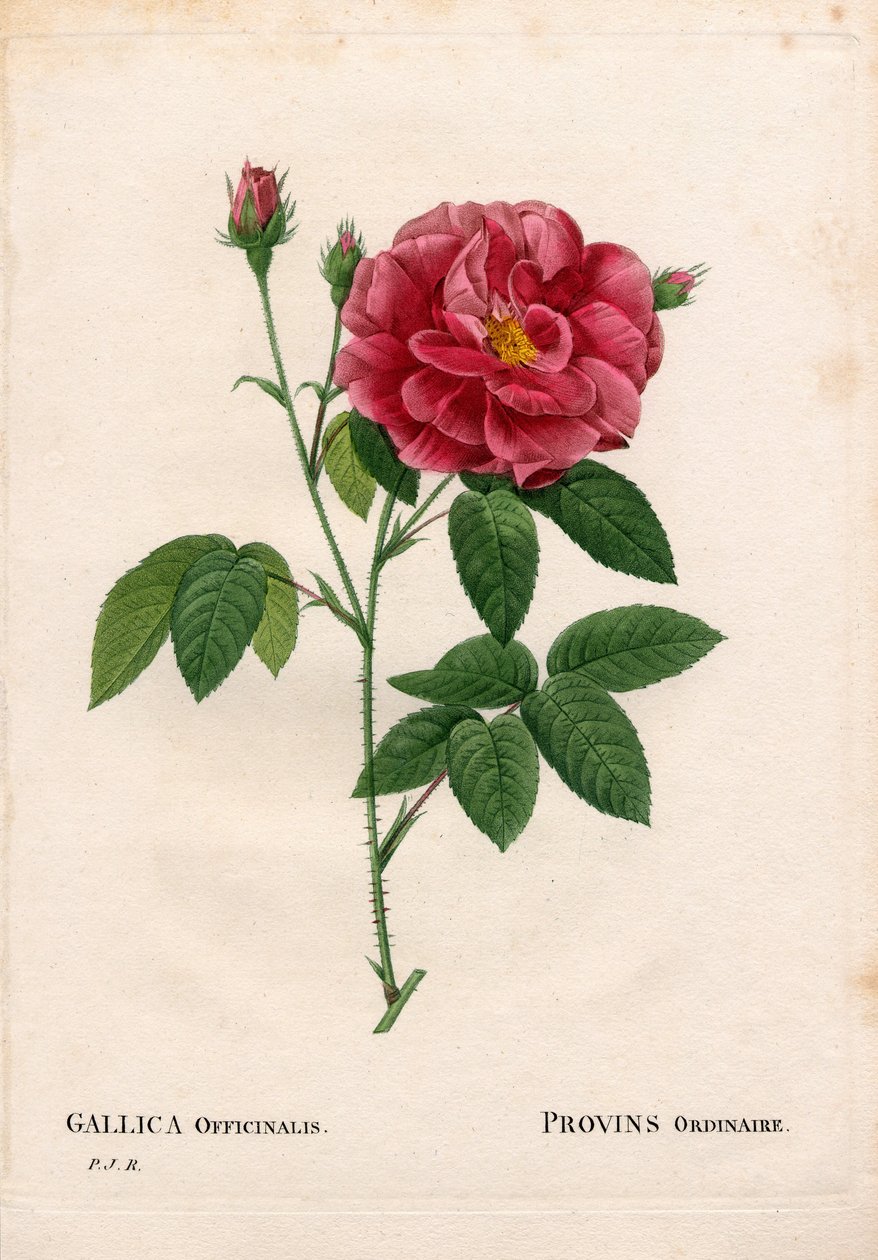 Patikarózsa, Rosa gallica var. officinalis, Rose de Provins rendes. Kézzel színezett rézmetszet, Pierre Joseph Redoute „Les Roses” Paris című művéből alkotó: Pierre Joseph Redouté