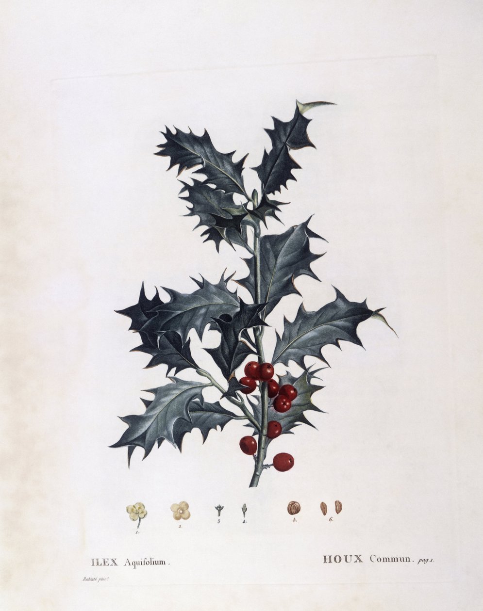Aquifoliaceae - európai magyal (Ilex aquifolium). (botanikai lemez alkotó: Pierre Joseph Redouté