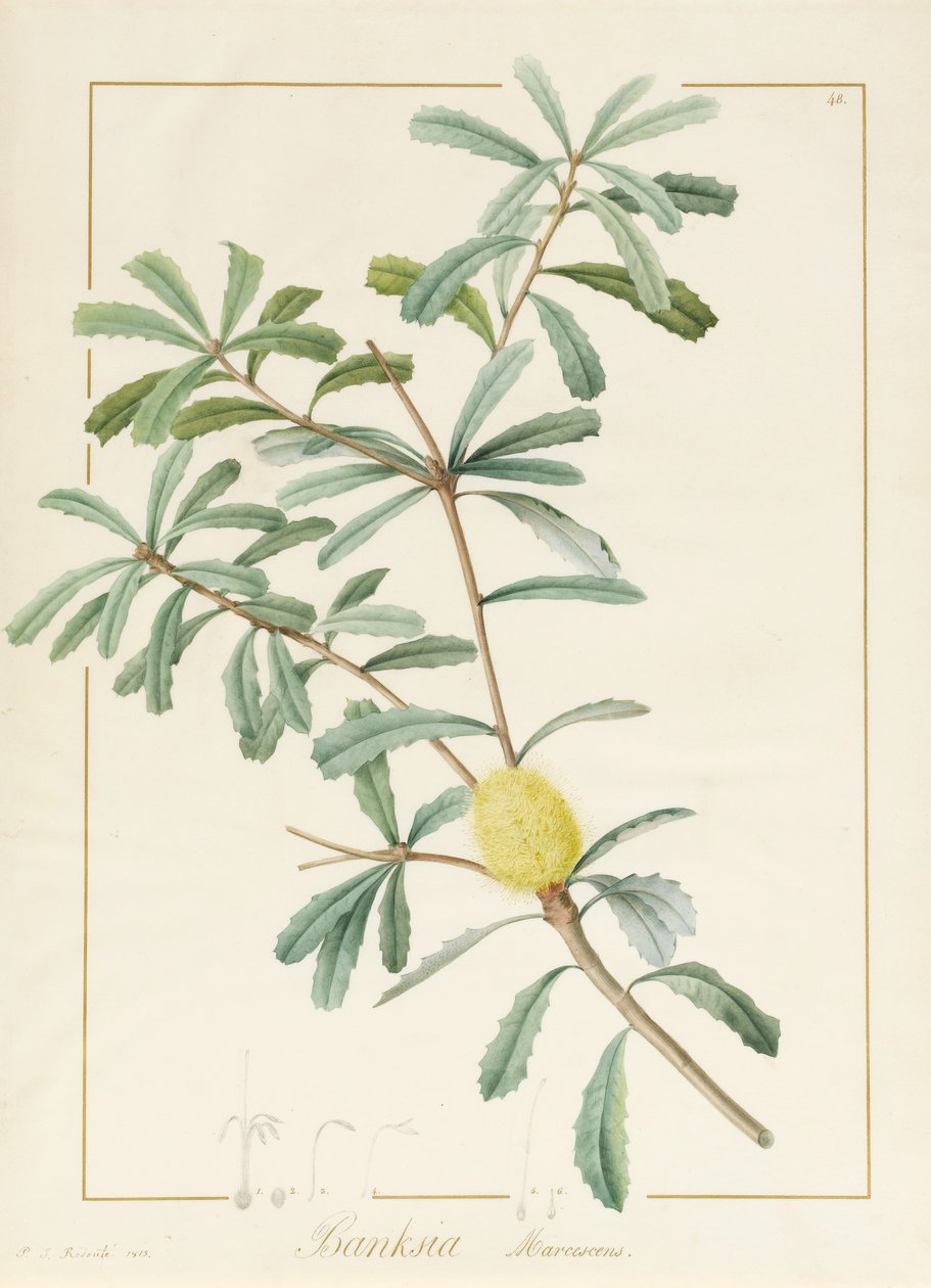 Banksia Marcescens, 1813 (wc és testszín grafit felett, pergamen) alkotó: Pierre Joseph Redouté