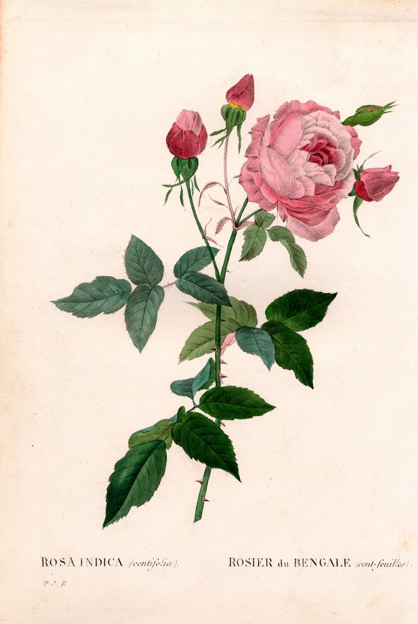Bengáli 100 levelű rózsaszín, Rosa chinensis fajta, bengáli rózsa (százlevelű). Kézzel színezett rézmetszet, Pierre Joseph Redoute „Les Roses” Paris című művéből alkotó: Pierre Joseph Redouté