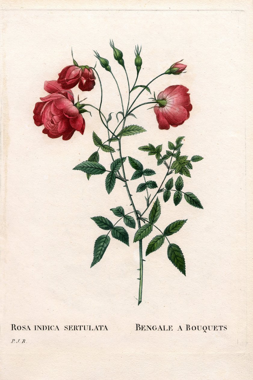 Bengal a Bouquets rózsa, Rosa chinensis fajta. Kézzel színezett rézmetszet, Pierre Joseph Redoute „Les Roses” Paris című művéből alkotó: Pierre Joseph Redouté