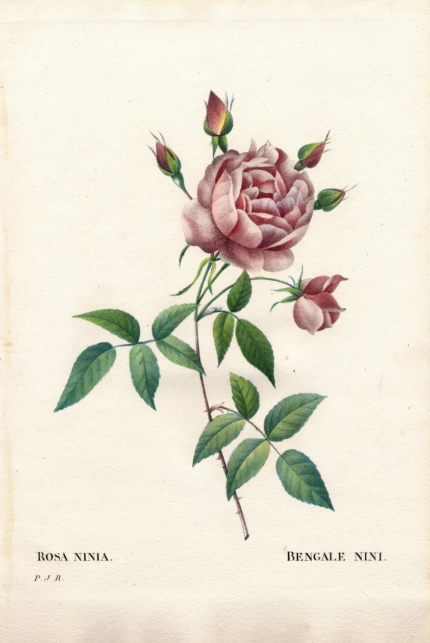 Bengáli nini rózsa, Rosa indica ninia. Kézzel színezett rézmetszet, Pierre Joseph Redoute „Les Roses” Paris című művéből alkotó: Pierre Joseph Redouté