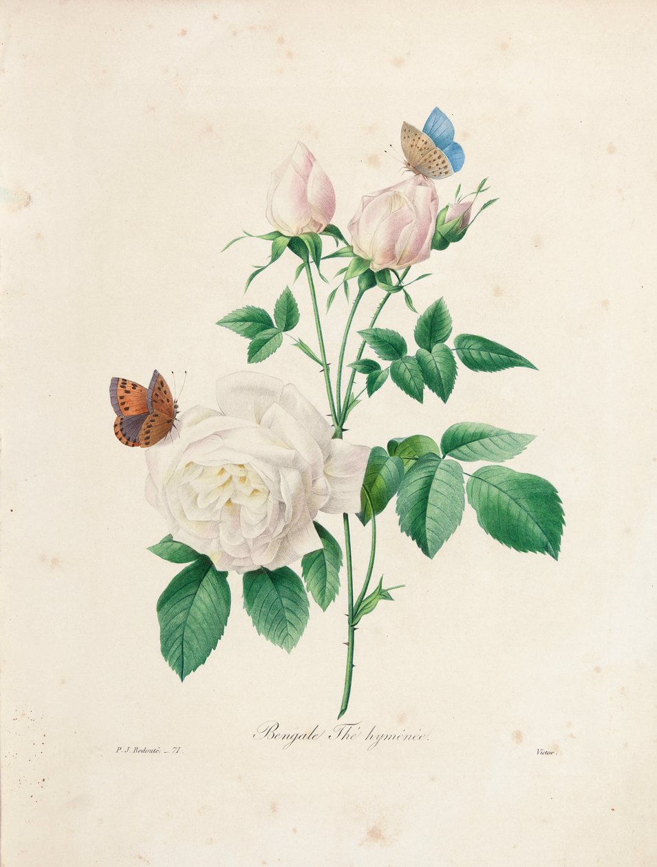 Bengáli Thé Hyménée, Victor metszetében, a „Legszebb virágok és legszebb gyümölcsök kiválasztása” című kötetből, 1. évf. I, 1827-33 alkotó: Pierre Joseph Redouté