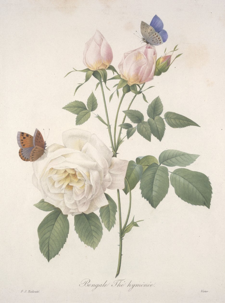Bengáli Hymenal tea, a legszebb virágok és legszebb gyümölcsök válogatásából, 1827 (kézzel színezett foltgravírozás) alkotó: Pierre Joseph Redouté
