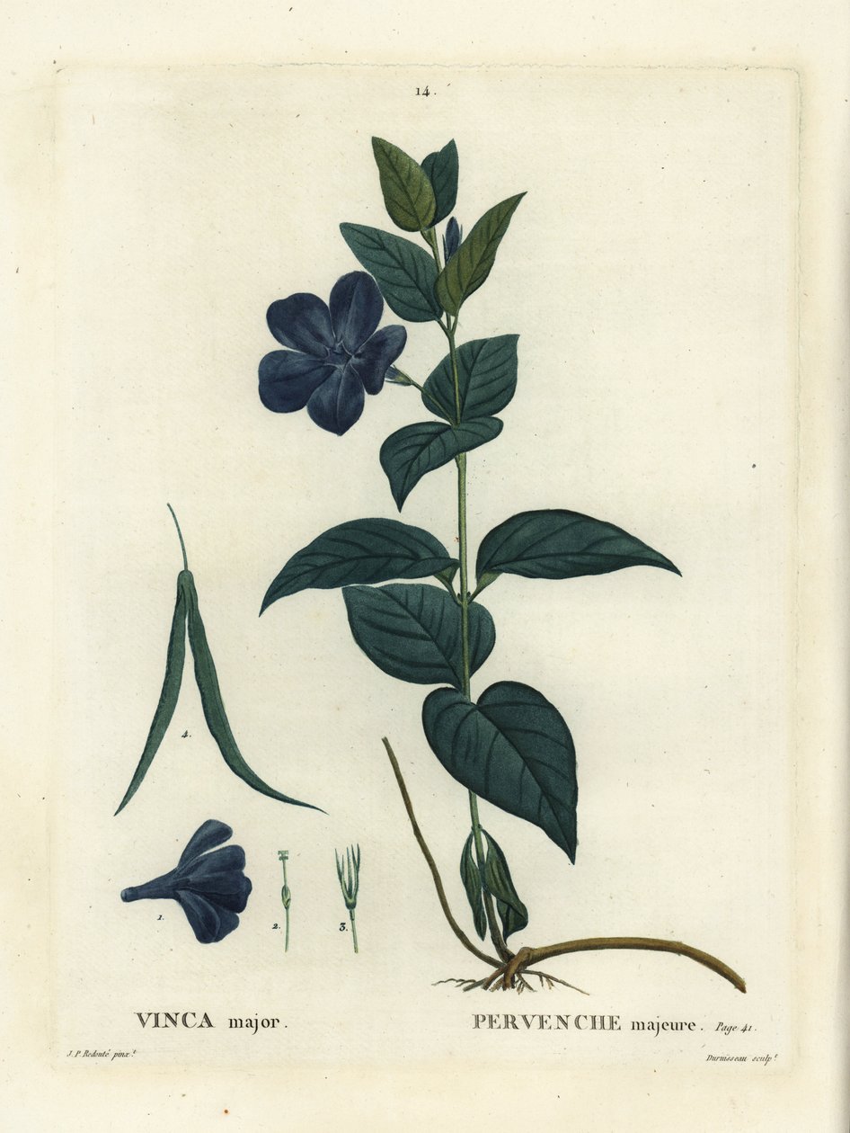 Nagylevelű gyöngyvirág, nagy termetű vagy kék gyöngyvirág, Vinca major. Duruisseau kézzel színezett foltmetszet Pierre-Joseph Redoute illusztrációja nyomán Henri Louis Duhamel du Moncel Treat des Arbres et Shrustes című művéből, Párizs alkotó: Pierre Joseph Redouté